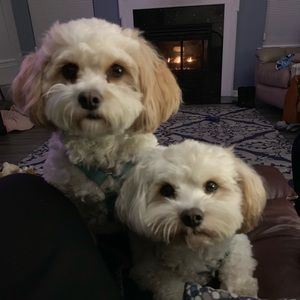 Meet your Posher, Anne-marie